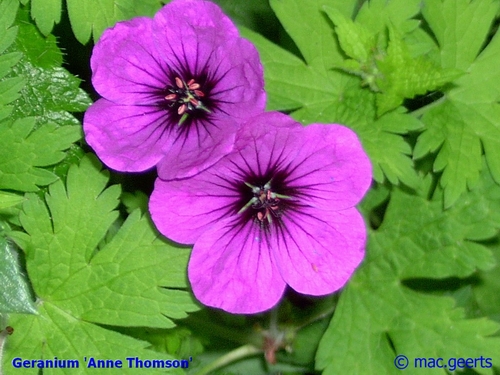 Geranium 'Anne Thomson'